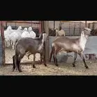 خرفان مشاريع درمانيات