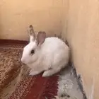 أرانب للبيع على السوم