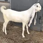 ثنية صنف