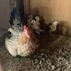 دجاجه بلدي مفرخه للبيع .