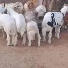 4 خرفان حري ومهجن مع نجدي جذعان فل شحم