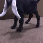 عارضي