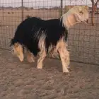 فحل نجدي صنف فاخر