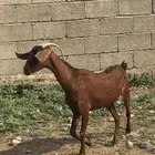 شاه دافع للبيع