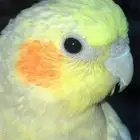 طير كروان