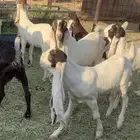 خمس جفرات وتيس هولندي صنف خصم