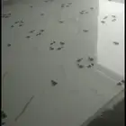 مبلطين هنود في الدوادمي