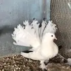 ( تم البيع ) للبيع طبه رقاص امريكي