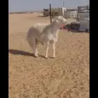 فحل حري فاخر
