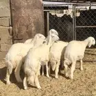 رخال حريات صنف