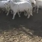 رخال طيبه