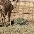 حاشي للبيع