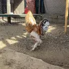 ديك براهما للبيع