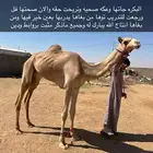 بكره حقه تروح لقيه