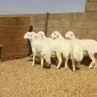 رخال حريات صنف طيبه
