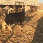 فحل نجدي طيب