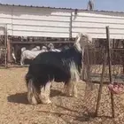 فحل نجدي صنف فاخر