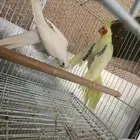 كروانات اليفه و متكلمه ( تم البيع )