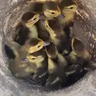 فروخ بط للبيع .