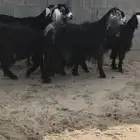 معزا عوارض