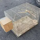 قفص طيور للبيع .