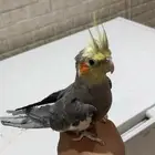 كروان اليف جدا ( متكلم ) في الخرج