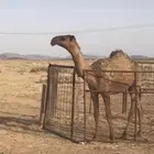 قعود اصفر كفو عمره 10 شهور دبياني ومن ساس