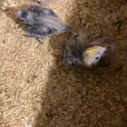 فروخ كروان للبيع ( تم البيع )