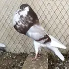 للبيع حمام نفاخ نرويجي