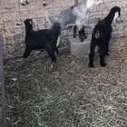 اثنين تيوس وجفره