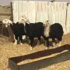 رخال نجد صنف وفحلها