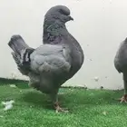 كنق مستوى تتم البيع