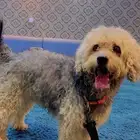 كلب