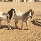 مشاريع فحول مشاريك