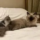 قطة مع ابنتها