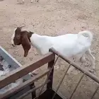 تيوس جذعان