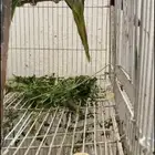 ببغاء دره