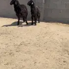 شياه عرب