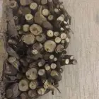 للبيع حطب شرط سمر