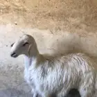 خروف كفو مشروط