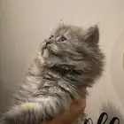 كيتن للبيع