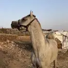 خيل شعبي شرطط
