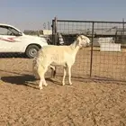 فحل حري صنف الصنف