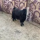 تيس فحل سنه سديس أو جامع