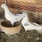 زوجين حمام باكستاني للبيع .