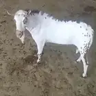فحل عماني صلالي