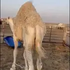 حشو مفاريد طيبه للبيع
