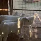 بهم تربيه حري تم البيع