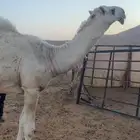 قعود حق معروف ابوه طيب