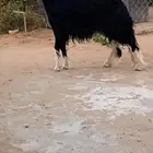 نجدية صنف السن جذعة للبيع